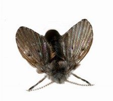 Lağım Sineği (Kör Sinek)